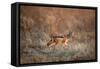 Black-Backed Jackal, Chobe National Park,Botswana-Paul Souders-Framed Stretched Canvas