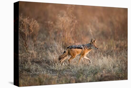 Black-Backed Jackal, Chobe National Park,Botswana-Paul Souders-Stretched Canvas