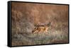 Black-Backed Jackal, Chobe National Park,Botswana-Paul Souders-Framed Stretched Canvas