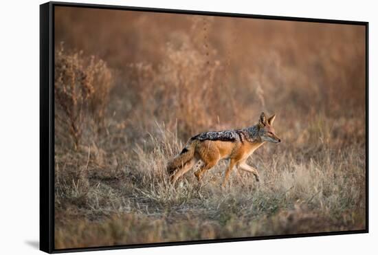 Black-Backed Jackal, Chobe National Park,Botswana-Paul Souders-Framed Stretched Canvas