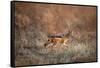 Black-Backed Jackal, Chobe National Park,Botswana-Paul Souders-Framed Stretched Canvas