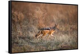 Black-Backed Jackal, Chobe National Park,Botswana-Paul Souders-Framed Stretched Canvas