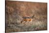 Black-Backed Jackal, Chobe National Park,Botswana-Paul Souders-Stretched Canvas