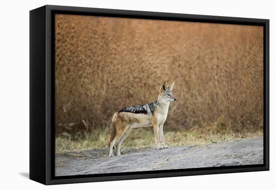 Black-Backed Jackal, Chobe National Park,Botswana-Paul Souders-Framed Stretched Canvas