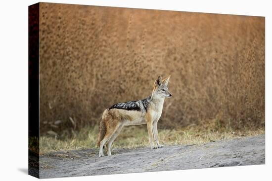 Black-Backed Jackal, Chobe National Park,Botswana-Paul Souders-Stretched Canvas