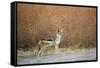 Black-Backed Jackal, Chobe National Park,Botswana-Paul Souders-Framed Stretched Canvas