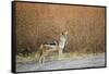 Black-Backed Jackal, Chobe National Park,Botswana-Paul Souders-Framed Stretched Canvas