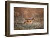 Black-Backed Jackal, Chobe National Park,Botswana-Paul Souders-Framed Premium Photographic Print