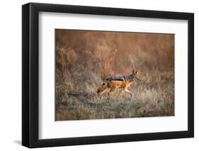 Black-Backed Jackal, Chobe National Park,Botswana-Paul Souders-Framed Premium Photographic Print