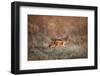 Black-Backed Jackal, Chobe National Park,Botswana-Paul Souders-Framed Premium Photographic Print