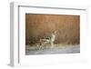 Black-Backed Jackal, Chobe National Park,Botswana-Paul Souders-Framed Premium Photographic Print