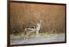 Black-Backed Jackal, Chobe National Park,Botswana-Paul Souders-Framed Photographic Print