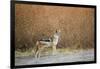 Black-Backed Jackal, Chobe National Park,Botswana-Paul Souders-Framed Photographic Print