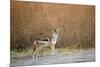 Black-Backed Jackal, Chobe National Park,Botswana-Paul Souders-Mounted Photographic Print