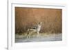 Black-Backed Jackal, Chobe National Park,Botswana-Paul Souders-Framed Photographic Print