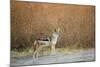 Black-Backed Jackal, Chobe National Park,Botswana-Paul Souders-Mounted Photographic Print