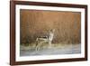 Black-Backed Jackal, Chobe National Park,Botswana-Paul Souders-Framed Photographic Print