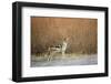 Black-Backed Jackal, Chobe National Park,Botswana-Paul Souders-Framed Photographic Print