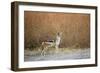 Black-Backed Jackal, Chobe National Park,Botswana-Paul Souders-Framed Photographic Print