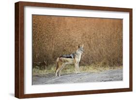 Black-Backed Jackal, Chobe National Park,Botswana-Paul Souders-Framed Photographic Print