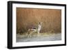 Black-Backed Jackal, Chobe National Park,Botswana-Paul Souders-Framed Photographic Print