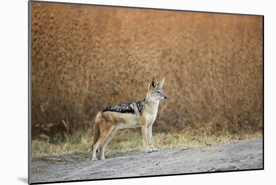 Black-Backed Jackal, Chobe National Park,Botswana-Paul Souders-Mounted Photographic Print