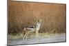 Black-Backed Jackal, Chobe National Park,Botswana-Paul Souders-Mounted Photographic Print