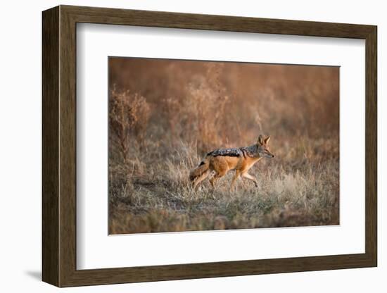 Black-Backed Jackal, Chobe National Park,Botswana-Paul Souders-Framed Photographic Print