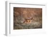 Black-Backed Jackal, Chobe National Park,Botswana-Paul Souders-Framed Photographic Print