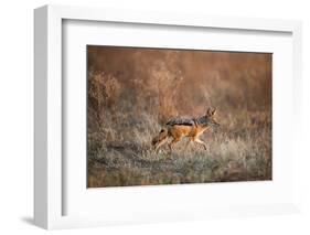 Black-Backed Jackal, Chobe National Park,Botswana-Paul Souders-Framed Photographic Print