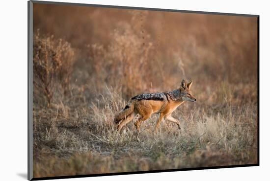 Black-Backed Jackal, Chobe National Park,Botswana-Paul Souders-Mounted Photographic Print