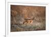 Black-Backed Jackal, Chobe National Park,Botswana-Paul Souders-Framed Photographic Print