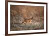 Black-Backed Jackal, Chobe National Park,Botswana-Paul Souders-Framed Photographic Print