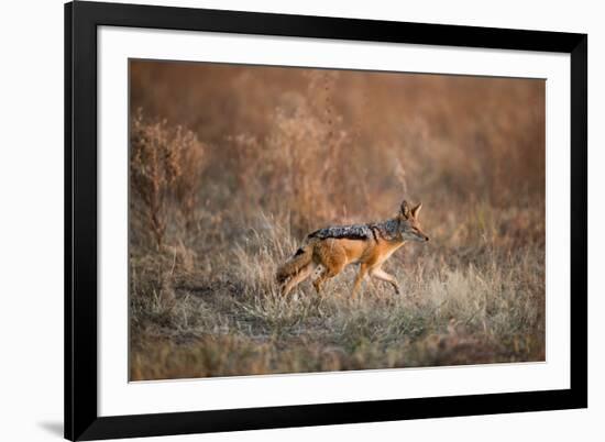 Black-Backed Jackal, Chobe National Park,Botswana-Paul Souders-Framed Photographic Print