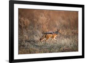 Black-Backed Jackal, Chobe National Park,Botswana-Paul Souders-Framed Photographic Print