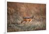 Black-Backed Jackal, Chobe National Park,Botswana-Paul Souders-Framed Photographic Print