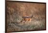 Black-Backed Jackal, Chobe National Park,Botswana-Paul Souders-Framed Photographic Print