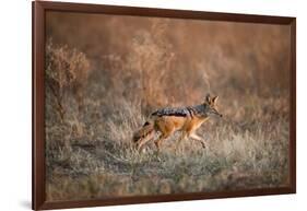 Black-Backed Jackal, Chobe National Park,Botswana-Paul Souders-Framed Photographic Print