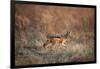 Black-Backed Jackal, Chobe National Park,Botswana-Paul Souders-Framed Photographic Print