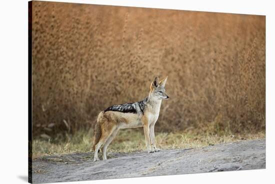 Black-Backed Jackal, Chobe National Park,Botswana-Paul Souders-Stretched Canvas