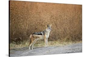 Black-Backed Jackal, Chobe National Park,Botswana-Paul Souders-Stretched Canvas