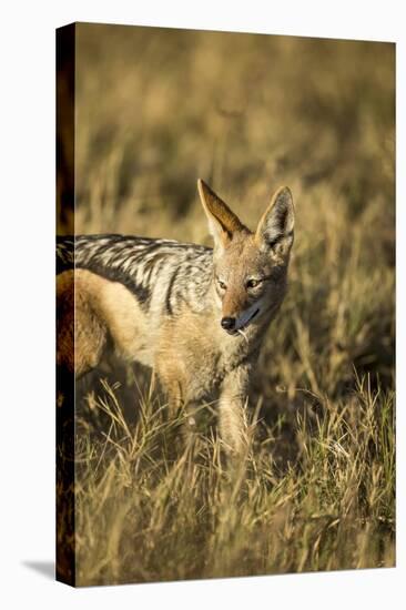 Black-Backed Jackal Eating Mouse, Chobe National Park,Botswana-Paul Souders-Stretched Canvas