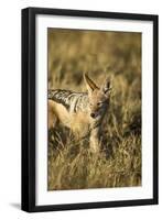 Black-Backed Jackal Eating Mouse, Chobe National Park,Botswana-Paul Souders-Framed Premium Photographic Print