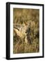 Black-Backed Jackal Eating Mouse, Chobe National Park,Botswana-Paul Souders-Framed Premium Photographic Print