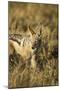 Black-Backed Jackal Eating Mouse, Chobe National Park,Botswana-Paul Souders-Mounted Premium Photographic Print