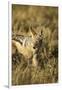 Black-Backed Jackal Eating Mouse, Chobe National Park,Botswana-Paul Souders-Framed Premium Photographic Print