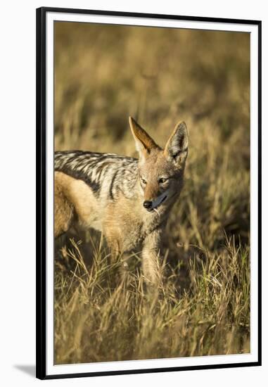 Black-Backed Jackal Eating Mouse, Chobe National Park,Botswana-Paul Souders-Framed Premium Photographic Print