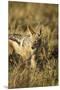 Black-Backed Jackal Eating Mouse, Chobe National Park,Botswana-Paul Souders-Mounted Premium Photographic Print