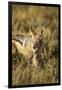 Black-Backed Jackal Eating Mouse, Chobe National Park,Botswana-Paul Souders-Framed Premium Photographic Print