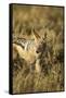 Black-Backed Jackal Eating Mouse, Chobe National Park,Botswana-Paul Souders-Framed Stretched Canvas